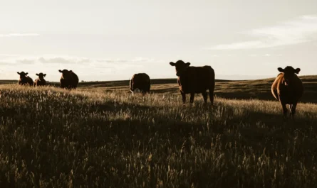 University of Idaho graduate assistantship research on rangeland cattle